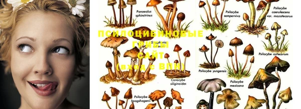 apvp Аркадак
